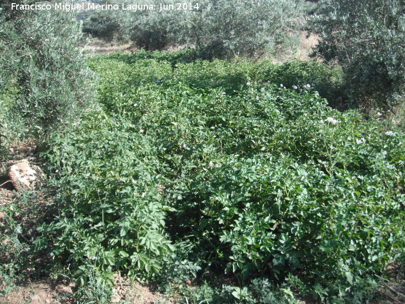 Huertas de los Charcones - Huertas de los Charcones. 