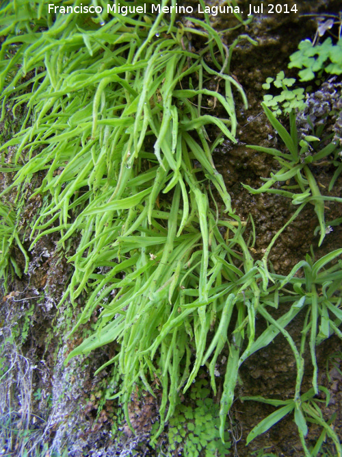 Grasilla - Grasilla. Travertinos del Ro Borosa - Santiago Pontones