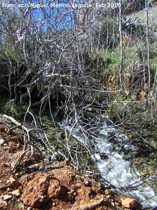 Fuente de la Pea - Fuente de la Pea. Nacimiento ocasional