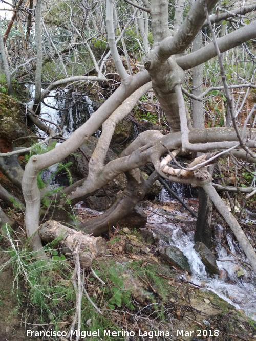 Fuente de la Pea - Fuente de la Pea. Nacimiento ocasional