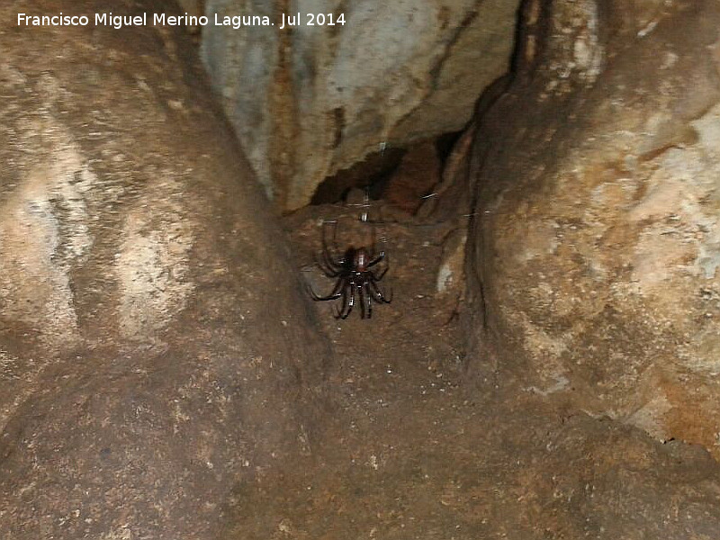 Cueva de la Murcielaguina - Cueva de la Murcielaguina. Araa