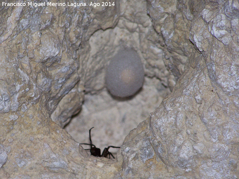 Araa caverncola - Araa caverncola. Con su bolsa de huevos. Cueva de la Canalizacin - Jan