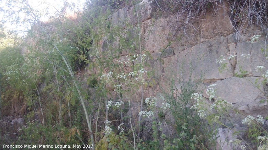 Cerro Alcal - Cerro Alcal. 