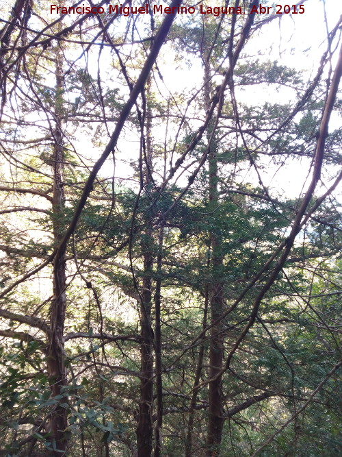 Tejo - Tejo. Bosque de Tejos - Valdepeas