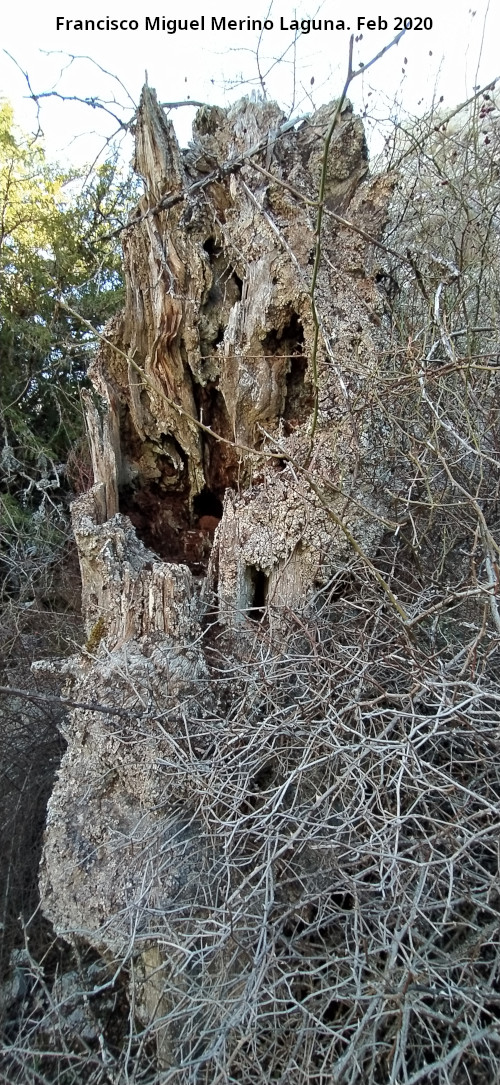 Tejo - Tejo. Tejo muerto - Quesada
