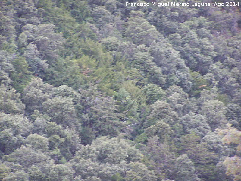 Tejeda del Barranco de Los Tejos - Tejeda del Barranco de Los Tejos. 