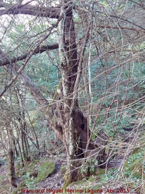 Tejeda del Barranco de Los Tejos - Tejeda del Barranco de Los Tejos. Tejo