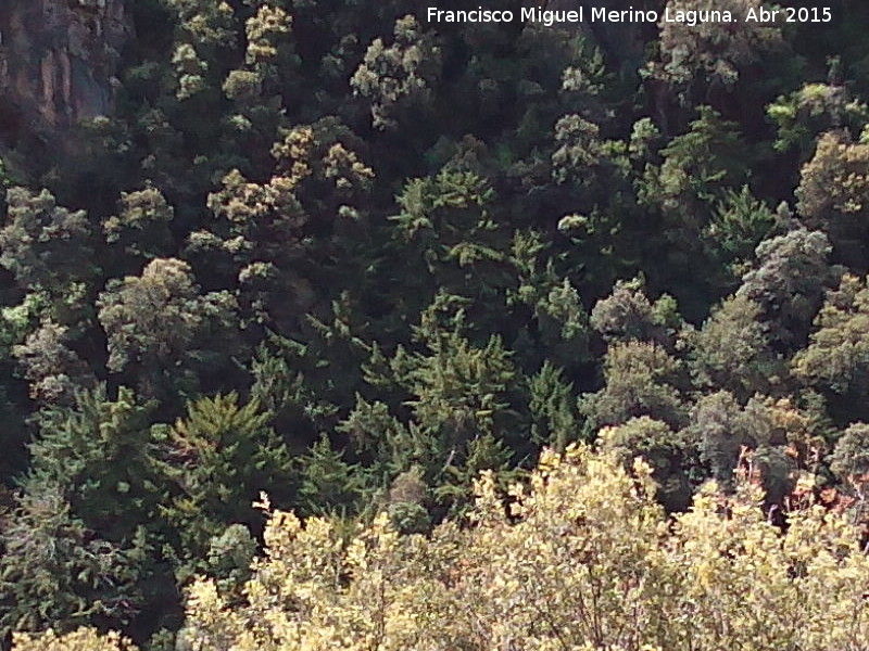 Tejeda del Barranco de Los Tejos - Tejeda del Barranco de Los Tejos. 