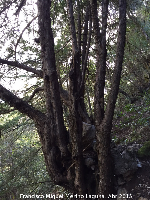 Tejeda del Barranco de Los Tejos - Tejeda del Barranco de Los Tejos. Tejo