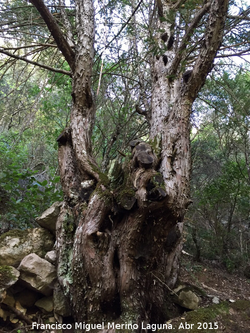 Tejeda del Barranco de Los Tejos - Tejeda del Barranco de Los Tejos. Tejo