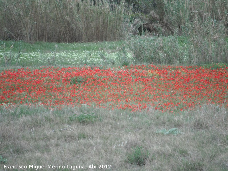 Amapola - Amapola. Campo de amapolas. Antequera