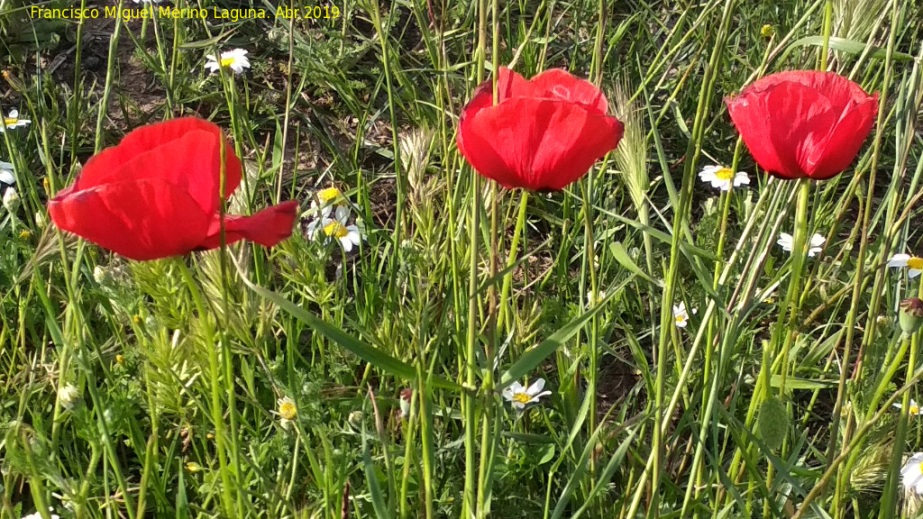 Amapola - Amapola. Laguna del Pizorro - Gnave