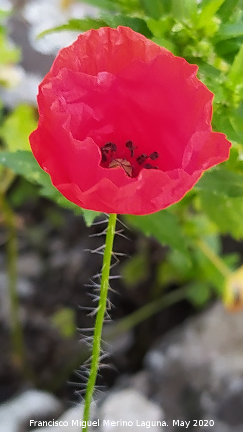 Amapola - Amapola. La Veleta - Los Villares