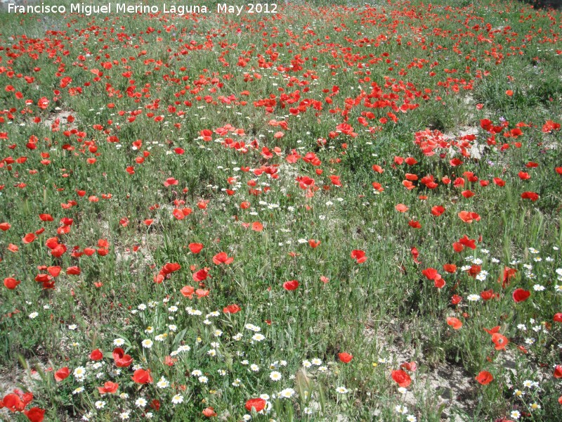 Amapola - Amapola. Ro Susana - Valdepeas de Jan