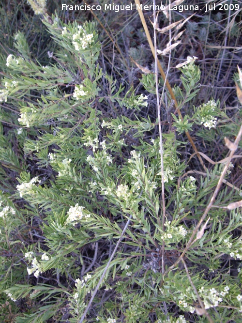 Torvisco - Torvisco. Los Villares