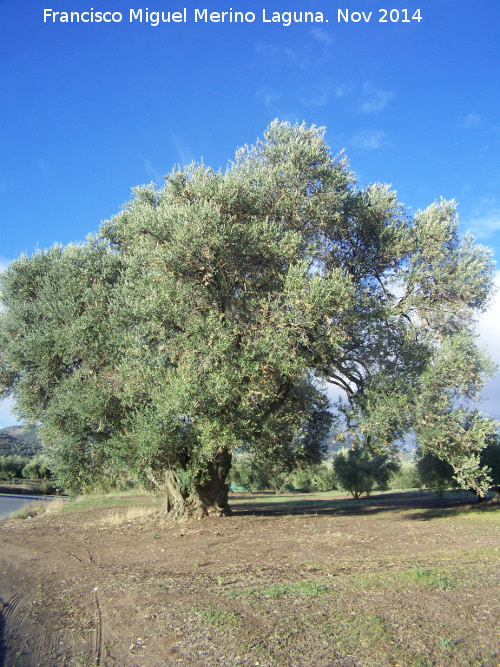 Olivo de la Era de la Zarza - Olivo de la Era de la Zarza. 