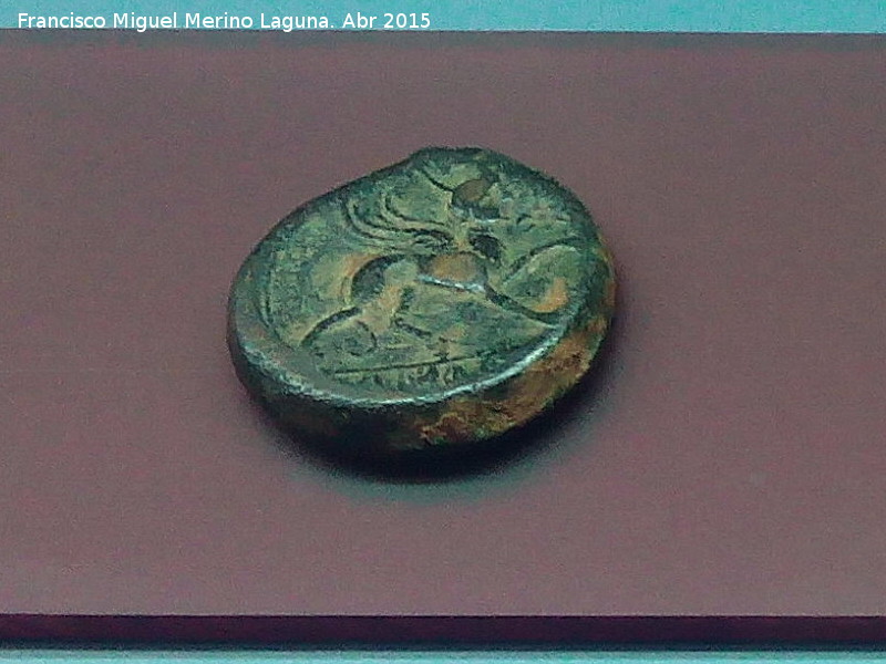Cstulo - Cstulo. Moneda de Cstulo. Museo Arqueolgico Provincial de Jan