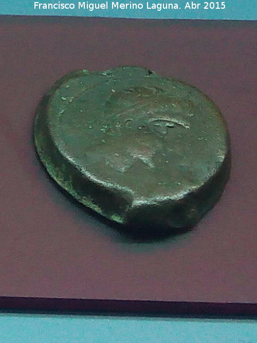 Cstulo - Cstulo. Moneda de Cstulo. Museo Arqueolgico Provincial de Jan