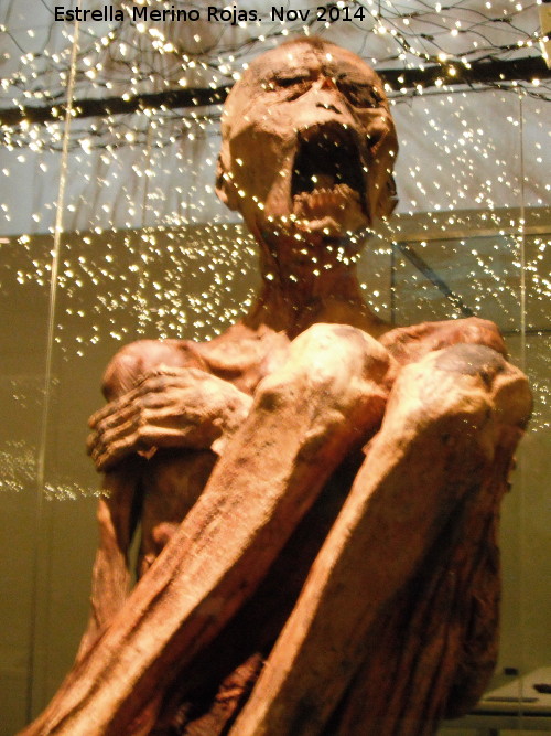 Museo de Antropologa - Museo de Antropologa. Momia Inca siglo VI d.C.