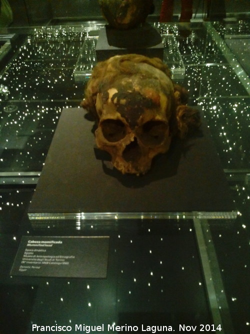 Museo de Antropologa - Museo de Antropologa. Cabeza momificada egipcia