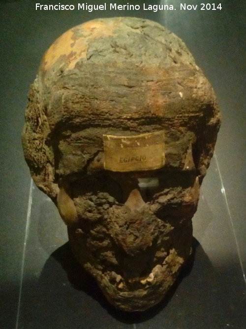 Museo de Antropologa - Museo de Antropologa. Cabeza momificada egipcia