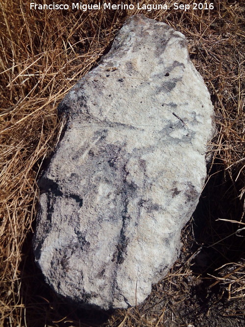 Yacimiento Cortijo del Fondo de las Caseras de San Isidro - Yacimiento Cortijo del Fondo de las Caseras de San Isidro. 