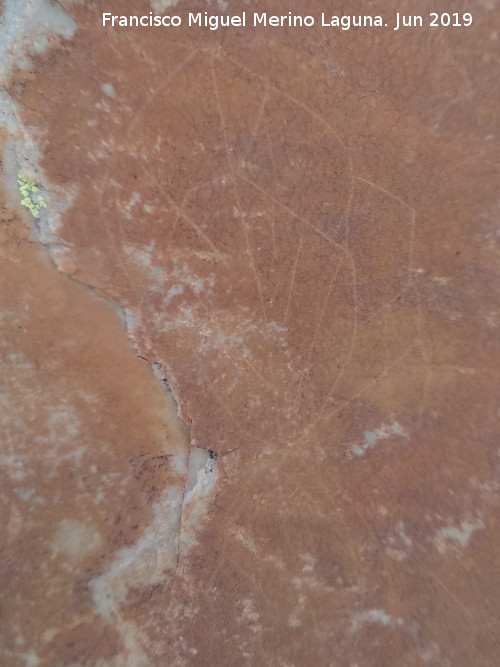 Pinturas rupestres y grabados del Poyo del Medio de la Cimbarra I - Pinturas rupestres y grabados del Poyo del Medio de la Cimbarra I. Grabado arboriforme