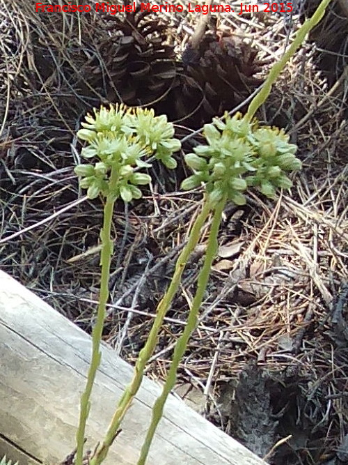 Ua de gato - Ua de gato. Flores. Pea de la Fuente - Jamilena