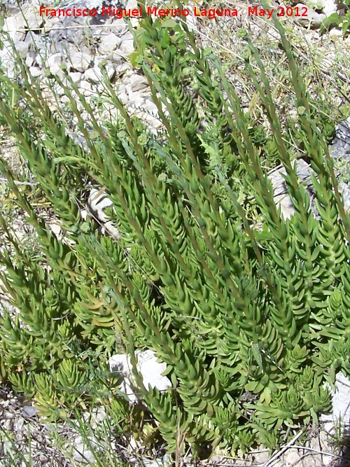 Ua de gato - Ua de gato. Tajo de las Palomas - Mocln