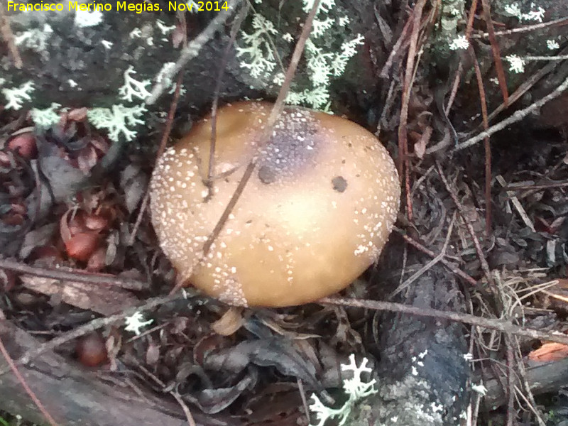 Amanita pantera - Amanita pantera. 