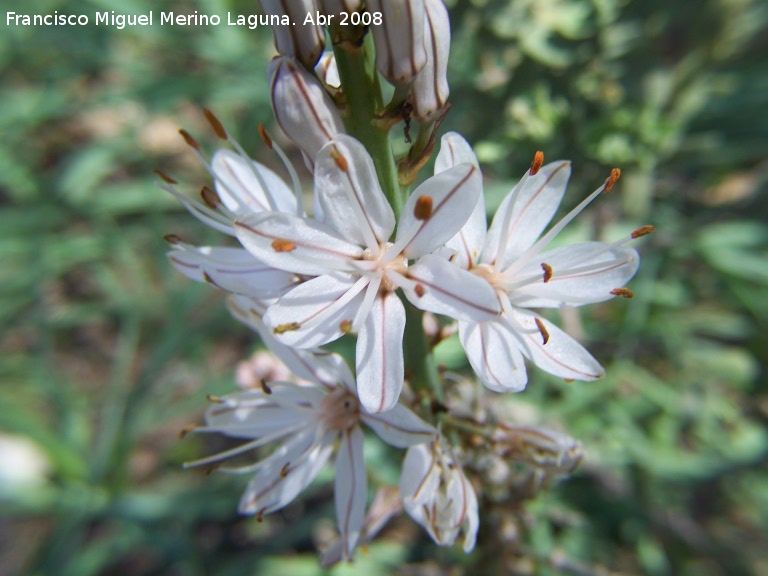 Gam�n de monta�a - Gam�n de monta�a. Ca�ada de las Hazadillas. Ja�n