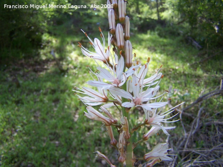 Gam�n de monta�a - Gam�n de monta�a. Ca�ada de las Hazadillas. Ja�n