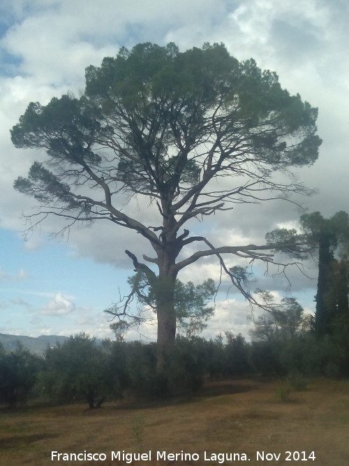 Pino de la Capellana - Pino de la Capellana. 