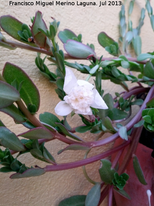 Verdolaga - Verdolaga. Flor blanca distinta a las normales