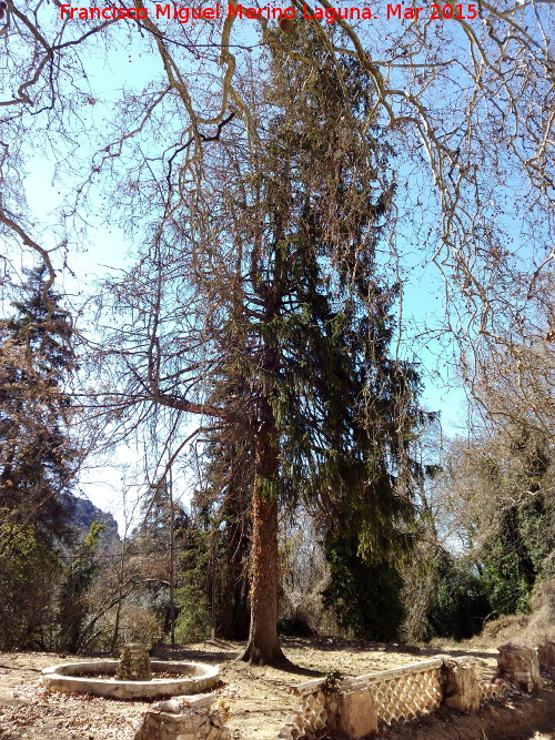 Fuente de Mata Bejid - Fuente de Mata Bejid. 