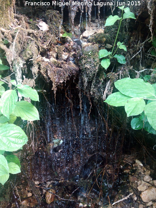 Nacimiento de Ro Fro - Nacimiento de Ro Fro. Rezumando agua