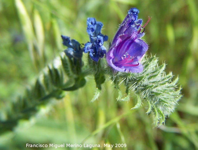 Viborera Echium vulgare