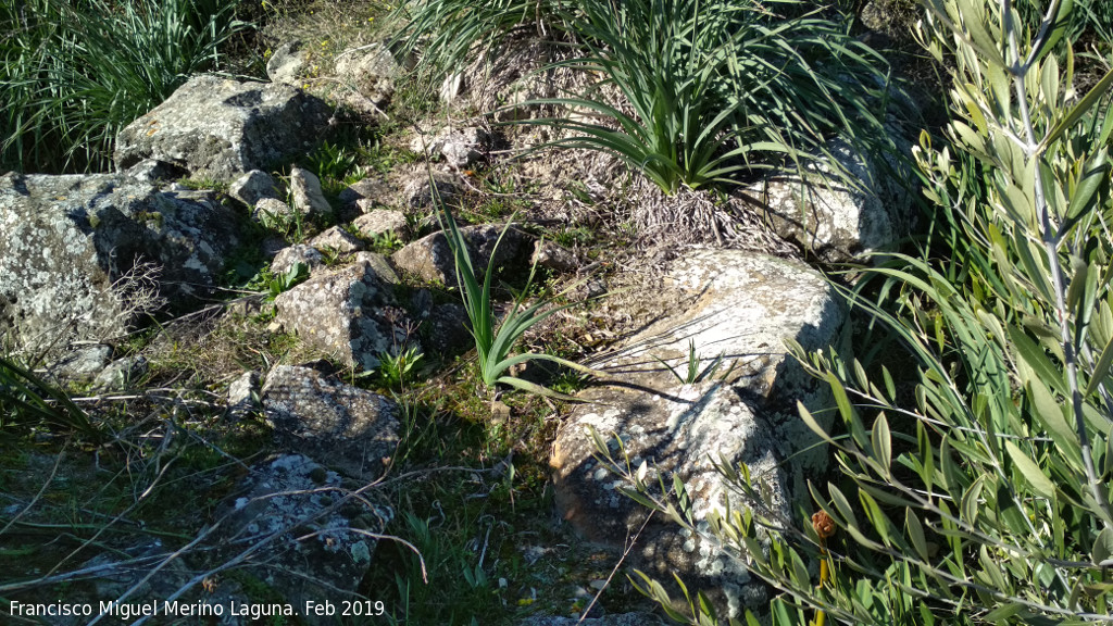 Fortn ibero romano del Cerro Cantarero - Fortn ibero romano del Cerro Cantarero. Grosor de muro