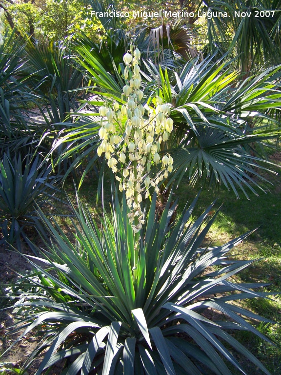 Yuca - Yuca. Crdoba