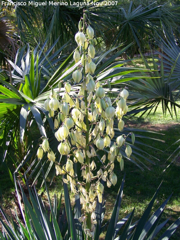 Yuca - Yuca. Crdoba