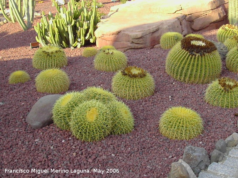 Cactus asiento de suegra - Cactus asiento de suegra. Tabernas