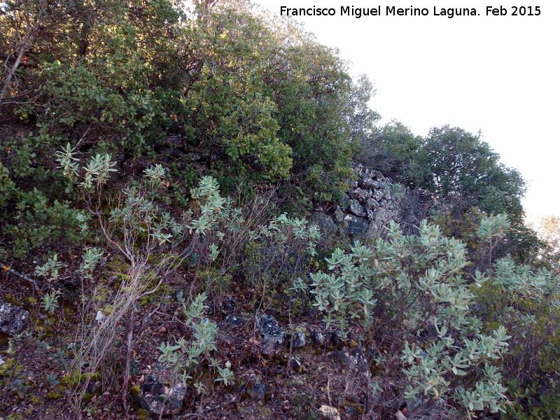 Fortn ibero romano de Las Monjas - Fortn ibero romano de Las Monjas. Murallas escondidas entre la vegetacin