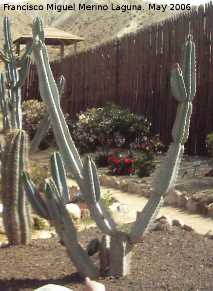 Cactus candelabro Cereus - Cactus candelabro Cereus. Tabernas