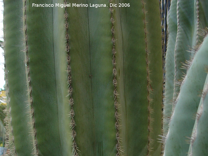 Cactus saguaro - Cactus saguaro. Benalmdena