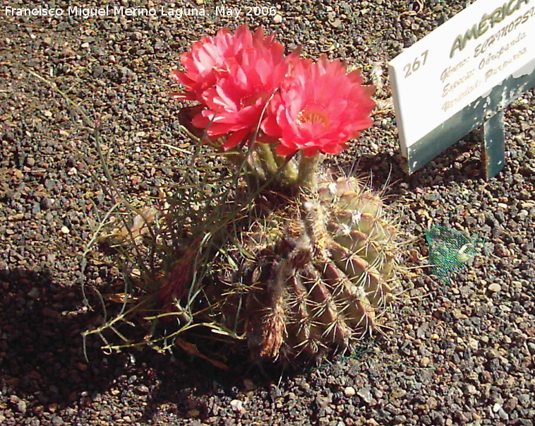 Cactus Obrepanda - Cactus Obrepanda. Tabernas