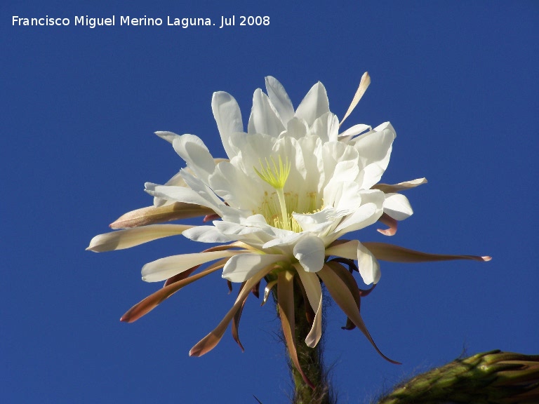 Cactus de San Pedro - Cactus de San Pedro. Benalmdena