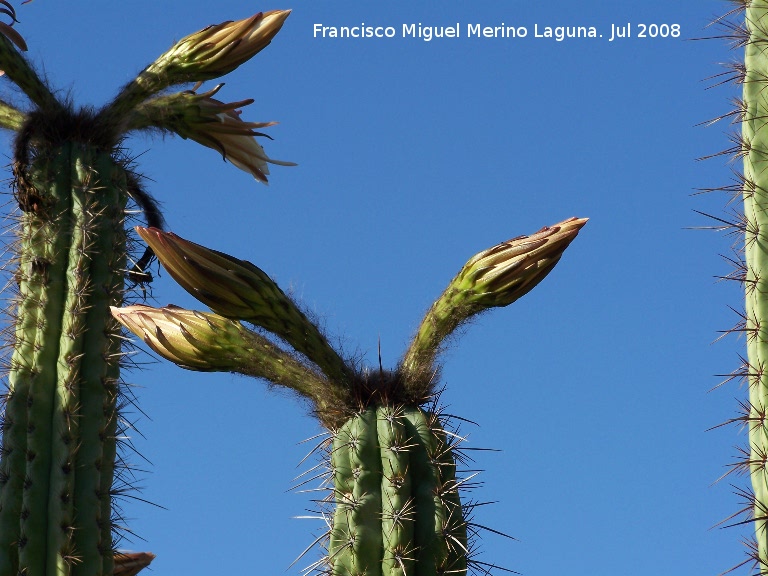 Cactus de San Pedro - Cactus de San Pedro. Benalmdena