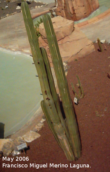 Cactus de San Pedro - Cactus de San Pedro. Tabernas