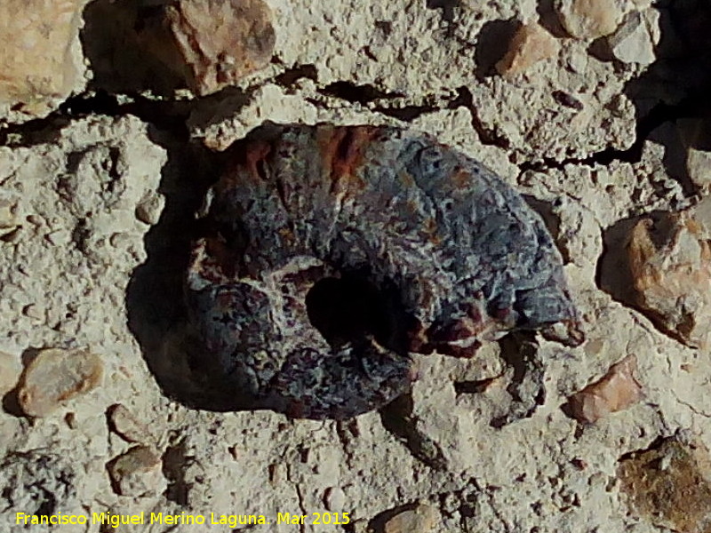 Rambla del Bizco - Rambla del Bizco. Ammonite