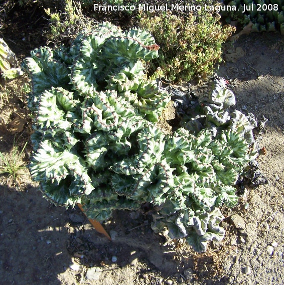 Cactus monstruoso - Cactus monstruoso. Benalmdena